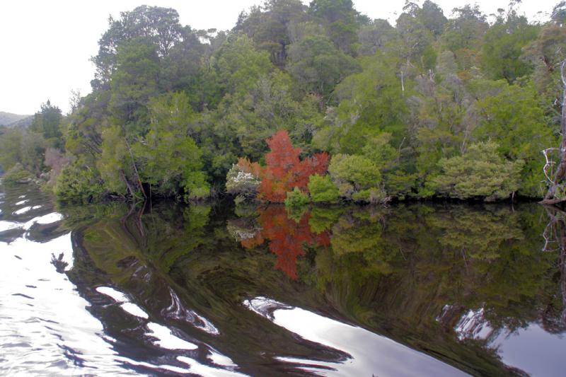 Reflections 2 - Reflections 2 Gordon River ©2009 Martin Oretsky
